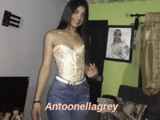 Antoonellagrey